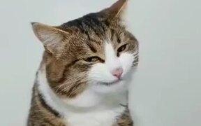 Probably The Most Photogenic Catto Ever! - Animals - VIDEOTIME.COM