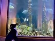 Penguins Get The Free Run Of Aquarium