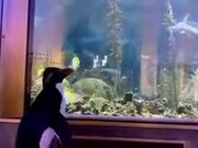 Penguins Get The Free Run Of Aquarium - Animals - Y8.COM