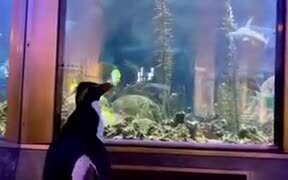 Penguins Get The Free Run Of Aquarium - Animals - VIDEOTIME.COM