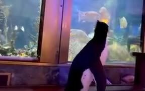 Penguins Get The Free Run Of Aquarium - Animals - VIDEOTIME.COM