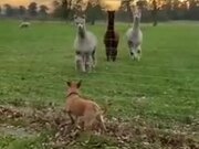 Dog Gets To Meet The Llamas!