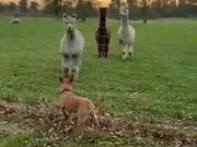 Dog Gets To Meet The Llamas!