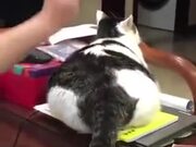 Thickest Catto On The Internet!