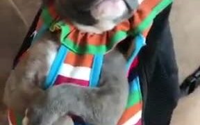 Cutest Doggo Father And Child - Animals - VIDEOTIME.COM