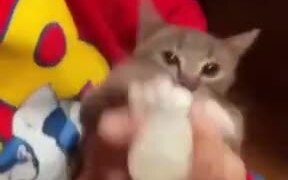 Hungriest Little Kitten Ever! - Animals - VIDEOTIME.COM