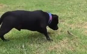 Dog Very Cautious About A Feather! - Animals - VIDEOTIME.COM