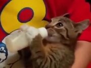 Hungriest Little Kitten Ever!