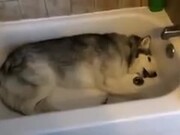 Doggo Cries In The Shower Like Us Introverts