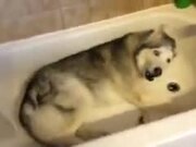 Doggo Cries In The Shower Like Us Introverts