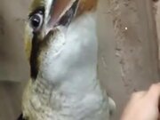 Kookaburra, The Bird That Laughs!