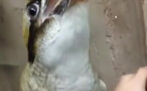 Kookaburra, The Bird That Laughs! - Animals - VIDEOTIME.COM