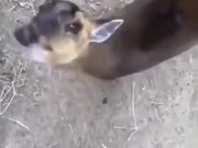 Cute Deer Eats Some Banana!