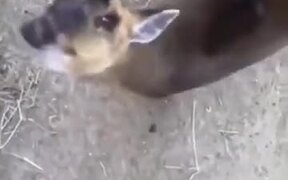 Cute Deer Eats Some Banana! - Animals - VIDEOTIME.COM