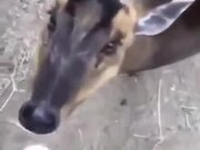 Cute Deer Eats Some Banana!