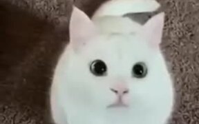 The Cat Goes Left And The Cat Goes Right! - Animals - VIDEOTIME.COM