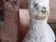 Cute Baby Alpacas Chilling