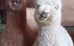 Cute Baby Alpacas Chilling - Animals - VIDEOTIME.COM