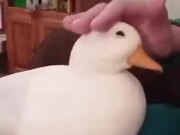 Nicest Little Duck