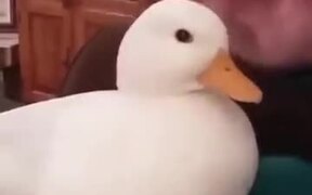 Nicest Little Duck - Animals - VIDEOTIME.COM
