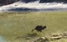 Cat Tries To Catch Fish Under Frozen Lake - Animals - VIDEOTIME.COM