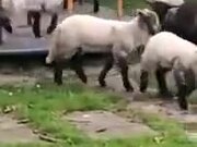 A Bunch Of Sheep Play Around In A Playground