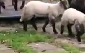 A Bunch Of Sheep Play Around In A Playground - Animals - VIDEOTIME.COM