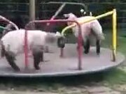A Bunch Of Sheep Play Around In A Playground