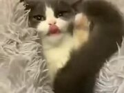Cutest Peekaboo Video Of A Kitten