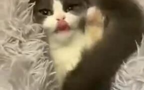 Cutest Peekaboo Video Of A Kitten - Animals - VIDEOTIME.COM