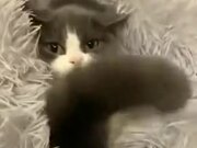 Cutest Peekaboo Video Of A Kitten
