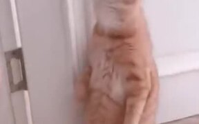 Cutest Kitty Giving Kisses - Animals - VIDEOTIME.COM