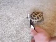 Shake Your Body With Dancing Tortoise