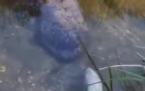 Scary Gigantic Salamander - Animals - VIDEOTIME.COM