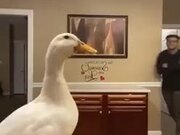 Twerking Duck