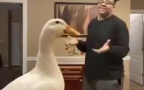 Twerking Duck - Animals - Videotime.com