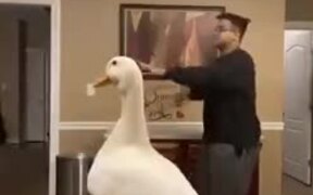 Twerking Duck