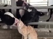 Who Said Cows And Kitties Don't Match?