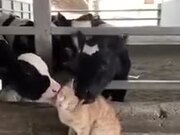 Who Said Cows And Kitties Don't Match?
