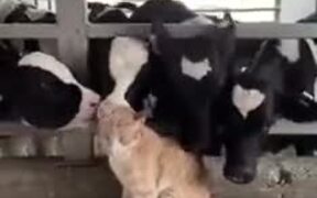 Who Said Cows And Kitties Don't Match? - Animals - VIDEOTIME.COM