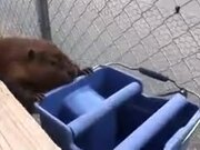 Mr. Beaver Cleaning Human Place