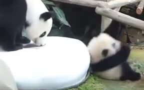 Savage Panda Parent - Animals - VIDEOTIME.COM