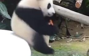 Savage Panda Parent - Animals - VIDEOTIME.COM