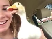 The Lip-Syncing Rapper Duck