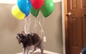 When Your Dog Dreams To Fly - Animals - VIDEOTIME.COM