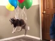 When Your Dog Dreams To Fly