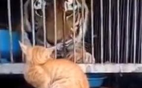 Brave Cat Scaring Tiger