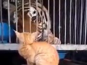 Brave Cat Scaring Tiger