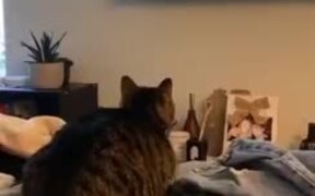 Cat's Reaction To An HD TV - Animals - VIDEOTIME.COM