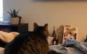 Cat's Reaction To An HD TV - Animals - VIDEOTIME.COM